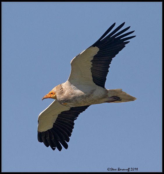 _9SB2541 egyptian vulture.jpg